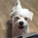 두리디엠 (미즈미스터펫) 이미지