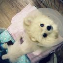 수아동물병원 이미지