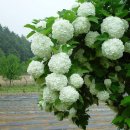 5월 21일의 꽃은 '불두화(Snowball tree)' 이미지