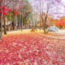 (10/25) 곤지암 화담숲 입장권 매진으로 남이섬으로 진행합니다 이미지