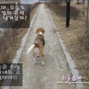 누렁송아지 이미지