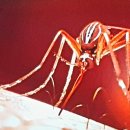 코끼리오락실 이미지