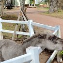 양동목장 이미지