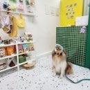 개맛있개 이미지