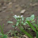 흰꿀풀 Prunella asiatica f. albiflora (Nakai) Kitag. 품종 이미지