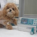 유한동물병원 이미지