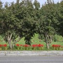 온천단지 가로수길 이미지