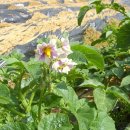 처음농장 이미지