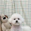 힐링독 네이버블로그