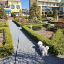 프로방스 | 파주 프로방스 애견 동반 여행 후기 (+꼭 알아야 할 주차 꿀팁)