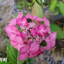 디엘마르 이미지