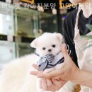 미니펫 강아지분양 고양이분양 강남점 | 수원 강아지분양 미니펫 강아지분양 고양이분양 수원점 사랑으로 연결되는 특별한 순간