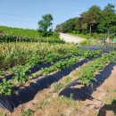 상술농장 이미지