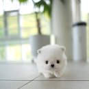 데일리도그 이미지