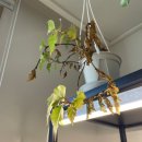 타이니젬 이미지