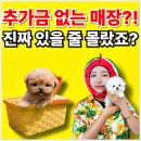 대실역남로4길 | 오산강아지분양 입양 투명한 후기