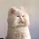 신기방기 이미지