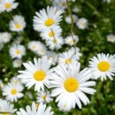 큰꽃지천 이미지