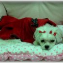 엄지공주 이미지