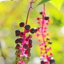 서대산약초