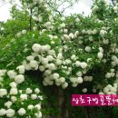 상초농장