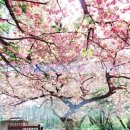 선흘1리낙선동경로당 | 제주 동쪽 겹벚꽃 명소 감사공묘역, 만나다공원, 선흘리경로당