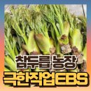 원순농장 | EBS 극한직업 참두릅 시즌 농장 택배 주문방법 어딜까?!