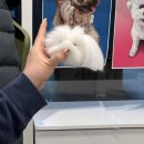 나의 작은 친구 반려돌 ; 스톤아트(월) | 안산 반려동물 핸드메이드 공방따따요정 반려동물 원데이 클래스 후기