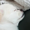 푸라닭남양주 이미지