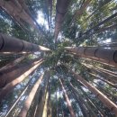 창녕 남지 개비리 이미지