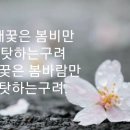 낙화 이미지
