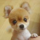 이쁜강아지 이미지