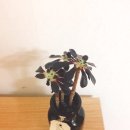 로즈커피랩
