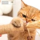 고양이 이미지