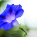 소리나팔꽃 이미지