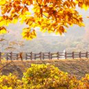 옥성자연휴양림 이미지