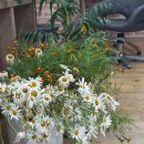 깜헤어샵 이미지