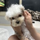 글램독가평 이미지