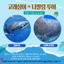 [1] 필리핀 보홀 호핑투어, 보홀스케치 고래상어 나팔링 단독 투어 내돈내산 후기