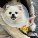 24시 더휴동물의료센터 이미지