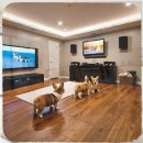 통영동물병원 | 통영 강아지보호센터 폼피츠 경험자가 전하는 현실 노하우