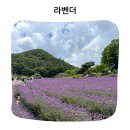 양산 가볼만한곳 느티나무의사랑 카페 라벤더 축제 아뜰리에 올모 후기