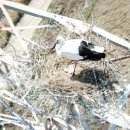 황새둥지 이미지