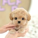 광주강아지분양 고양이분양 미유펫 본점 이미지