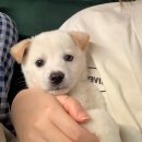 포인핸드 한국동물구조관리 협회 유기견 생강이 입양 후기 🐶