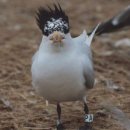 국립생태원 멸종위기종복원센터 | 작가 시나브로의 일일 에세이 ~ 국제 북극곰의 날에 돌아본 국내 멸종위기종에 대한 고찰