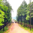 축령산 산소길(3구간) | 장성 축령산 편백숲, 한 사람의 헌신이 만든 국내 최대 치유의 숲