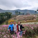 정읍 구절초▶임실 옥정호 출렁다리(전북) 이미지