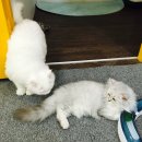 캣존 이미지