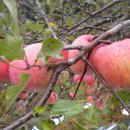 길중농장 이미지